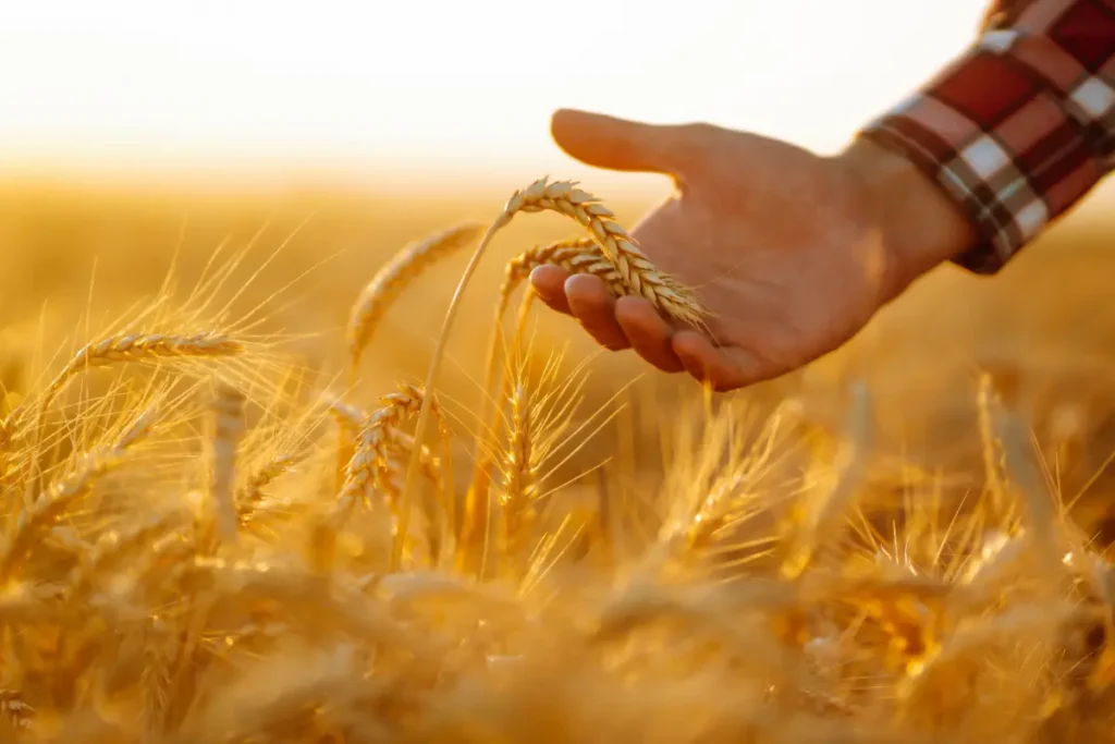 Agriculture and Rural Development